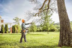 Best Grass Overseeding  in Bardmoor, FL