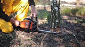 Best Tree and Shrub Care  in Bardmoor, FL