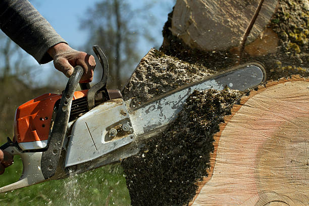 How Our Tree Care Process Works  in  Bardmoor, FL
